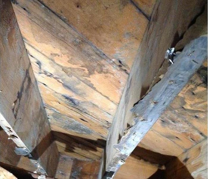mold in rafters and wood